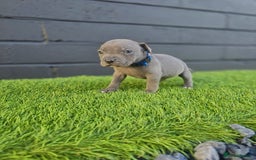 Staffordshire Bull Terrier dogs for sale: Blue Staffordshire Bull Terrier Champion Pups - Image 13