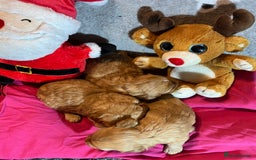 Cavapoochon dogs for sale: Cavapoochon Puppies ready from 20th December 2025  - Advert 18