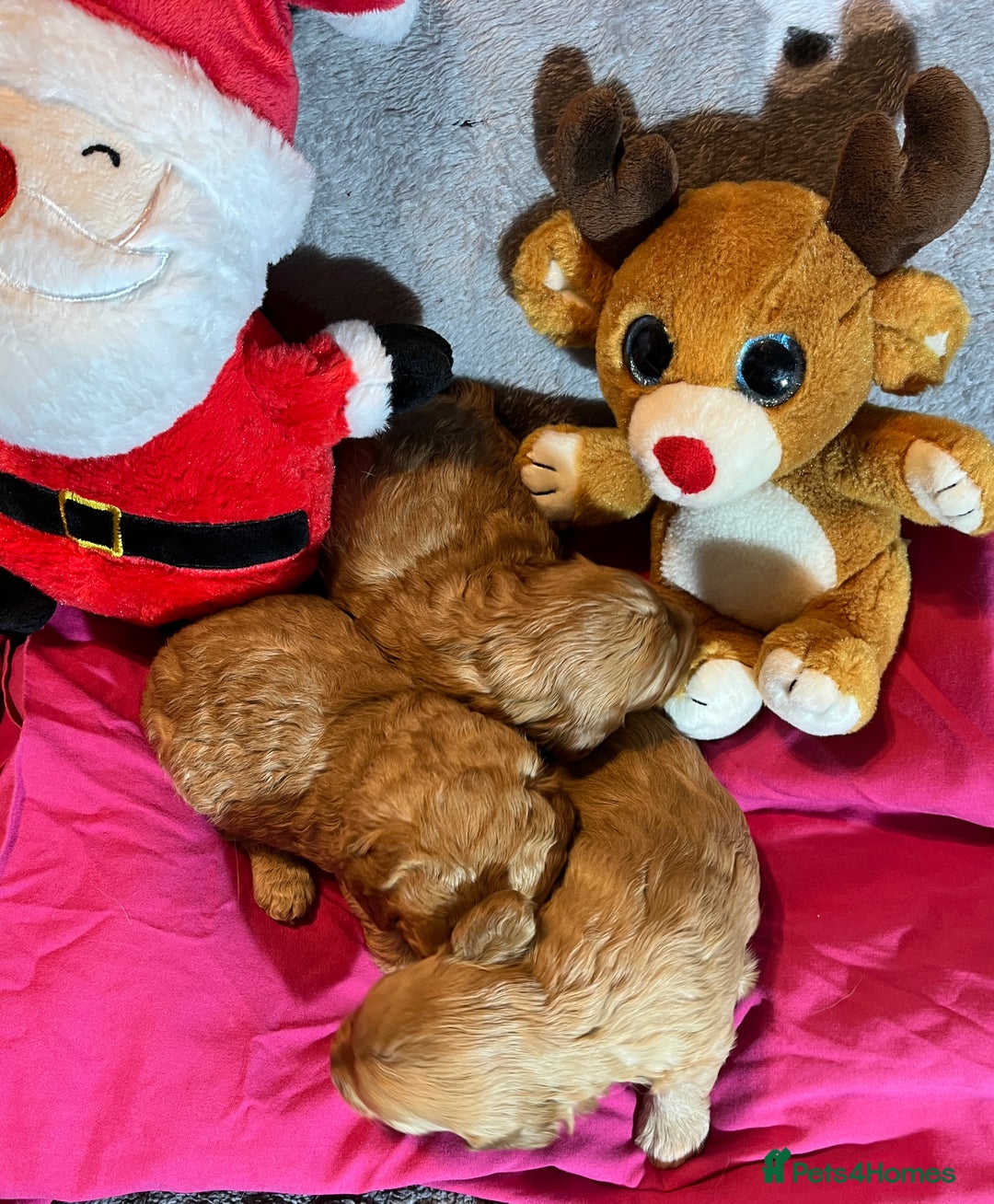 Cavapoochon dogs for sale: Cavapoochon Puppies ready from 20th December 2025  - Advert 18