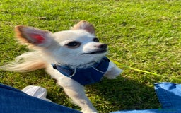 Chihuahua dogs for stud: Luke  - Image 6
