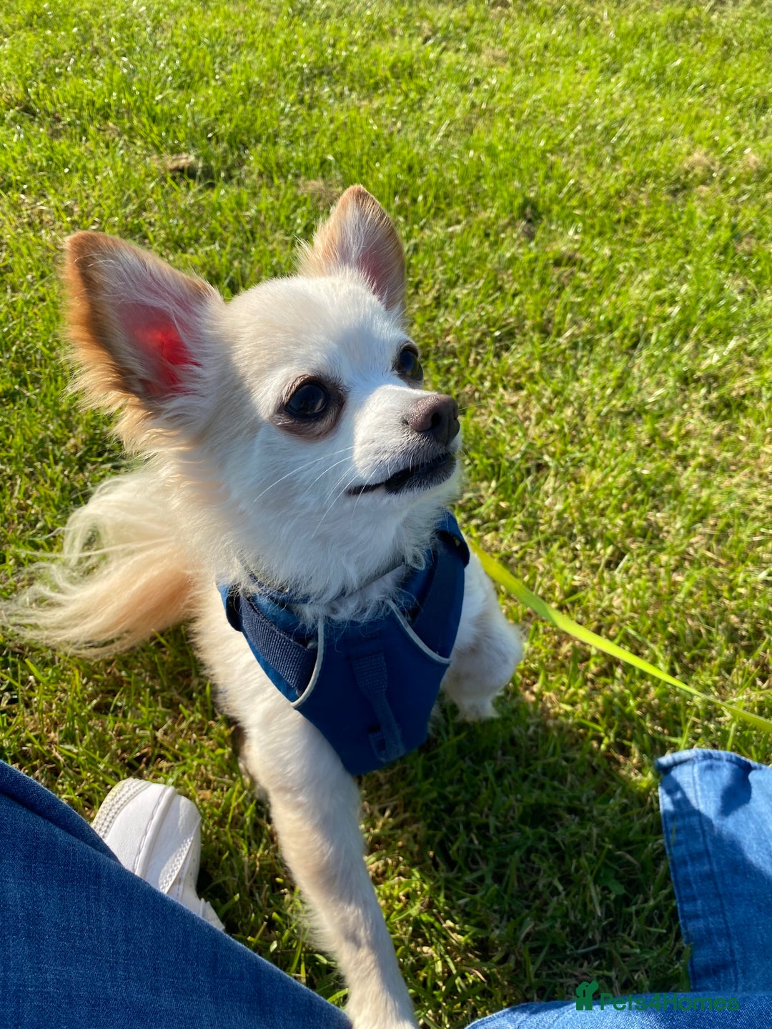 Chihuahua dogs for stud: Luke  - Image 6
