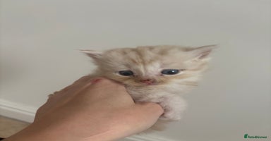 Persian cats - Advert 2