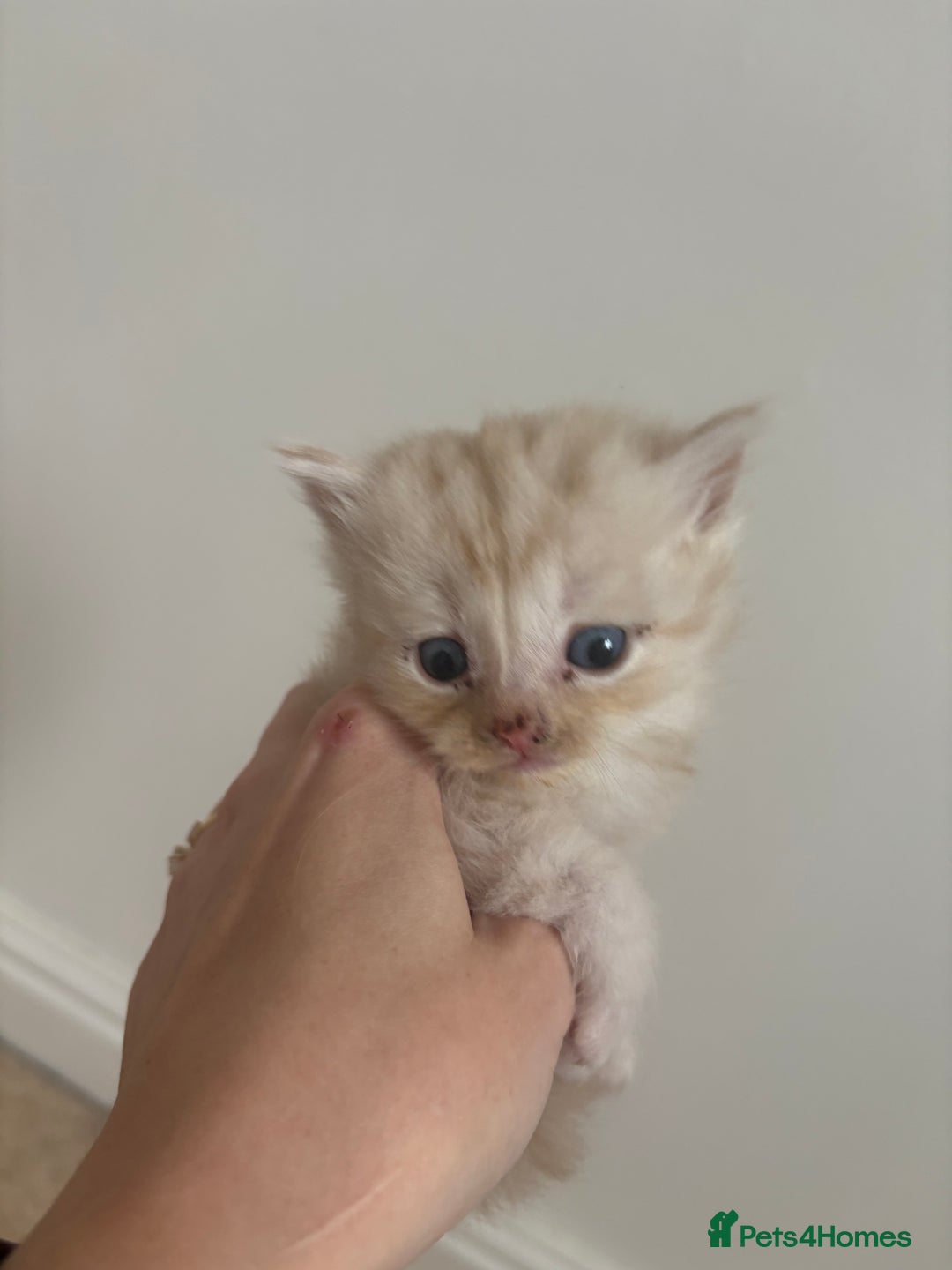 Persian cats for sale: 5 little Persian x boys - Image 2