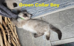 Ragdoll cats for sale: Beautiful fluffy Ragdolls / 2 boys left - Image 9