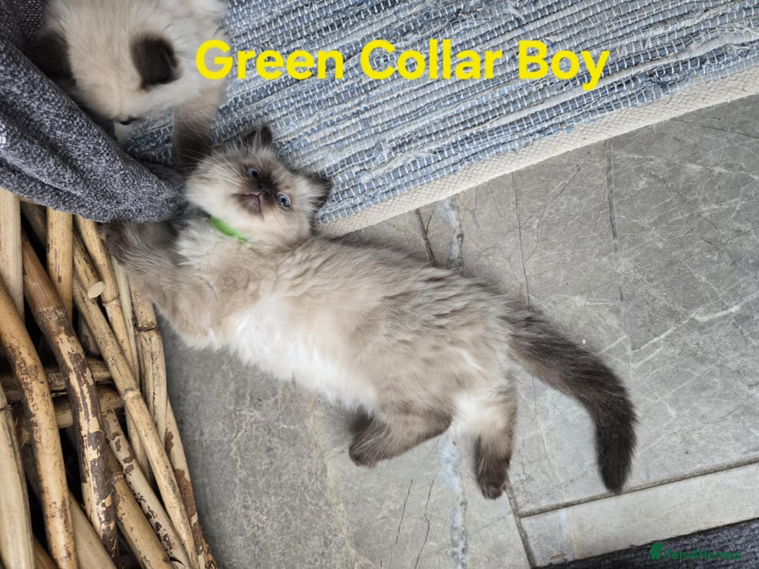 Ragdoll cats for sale: Beautiful fluffy Ragdolls / 2 boys left - Image 9