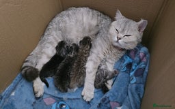 British Shorthair cats for sale: Norwegian forest cat x - Image 21