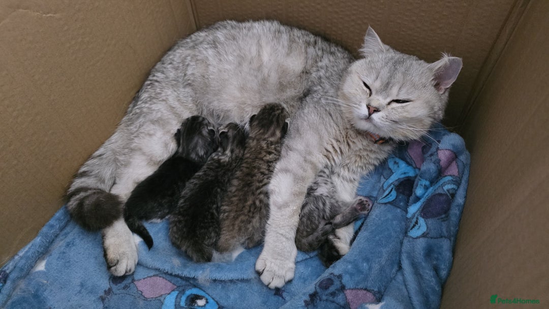 British Shorthair cats for sale: Norwegian forest cat x - Image 21