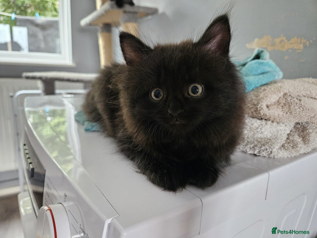 British Shorthair cats for sale: 4 beautiful kittens for sale  - Image 16