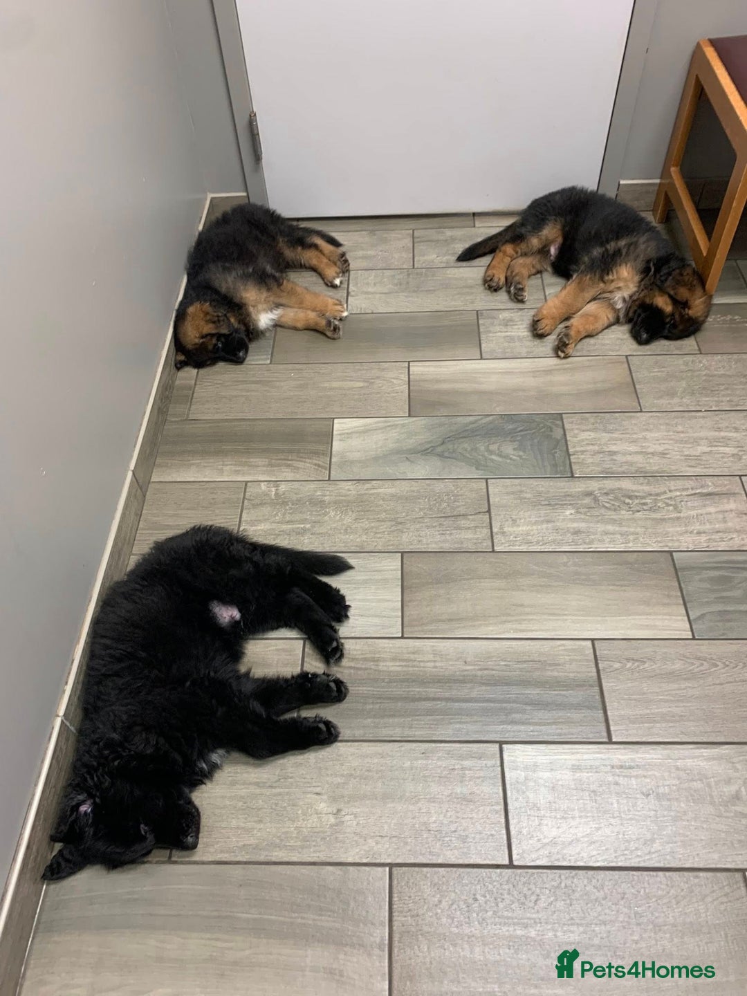 German Shepherd dogs for sale: For sale German Shepherd puppies - Advert 3