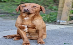 Labrador Retriever dogs for sale: exceptional dark fox red puppies - Image 5