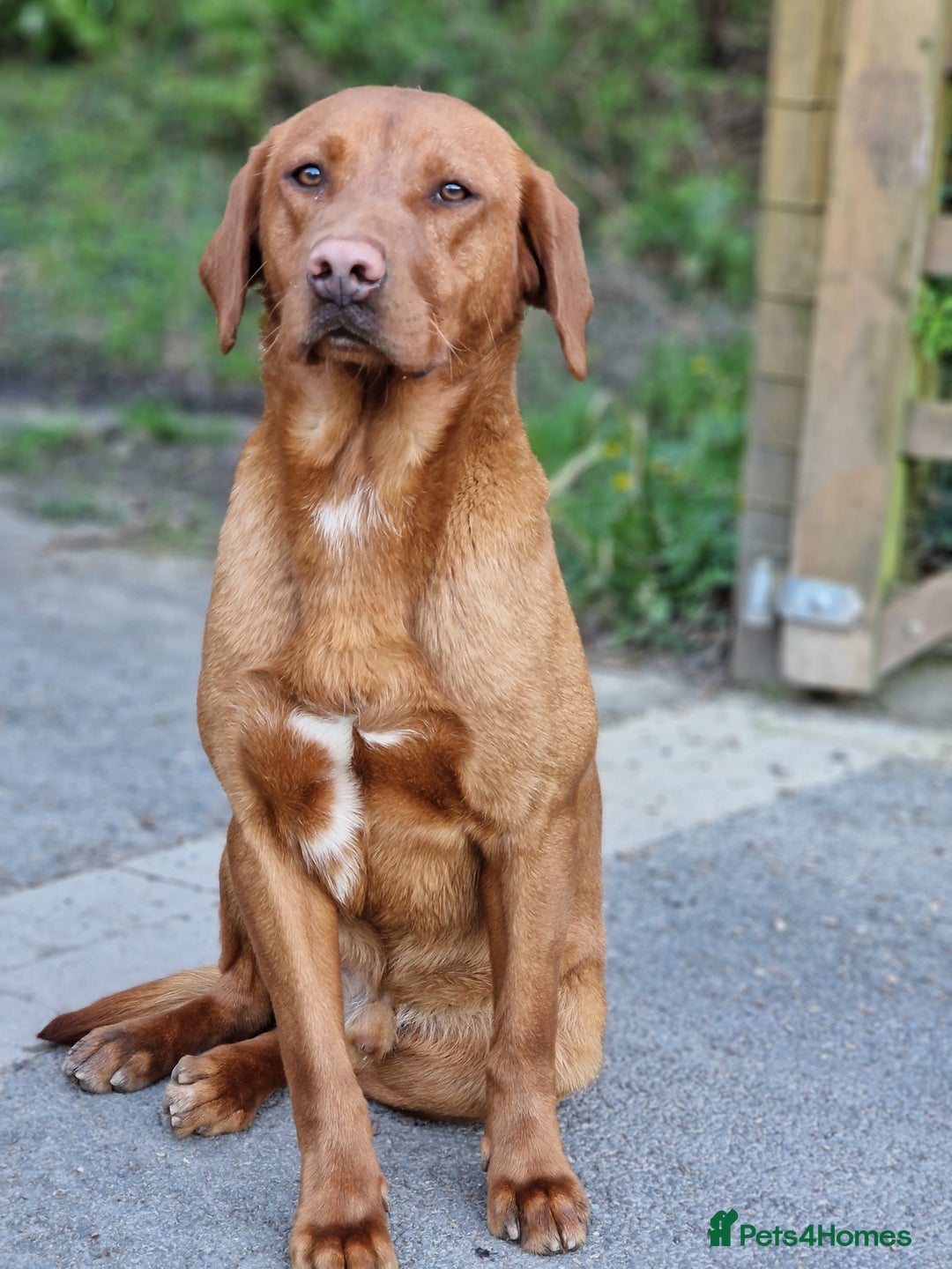 Labrador Retriever dogs for sale: exceptional dark fox red puppies - Image 5