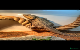 Bearded Dragon reptiles for sale: Female bearded dragon with full set up - Image 1