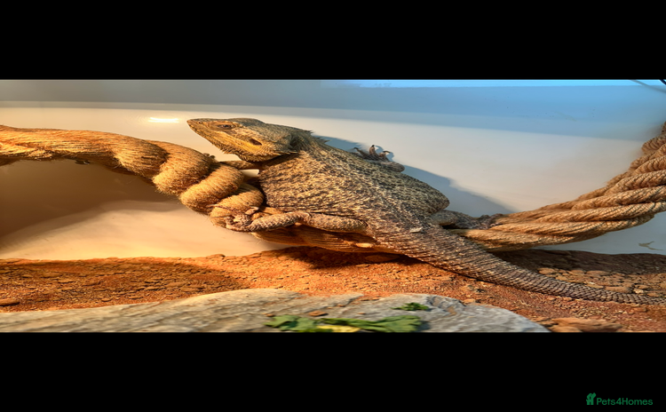 Bearded Dragon reptiles - Advert 4