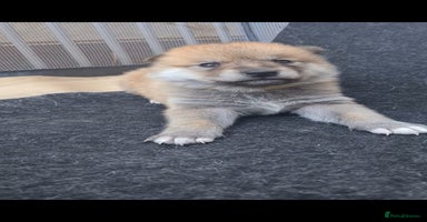 Mixed Breed dogs Czech Wolfdog × Akita/Malamute Puppies - Advert 2