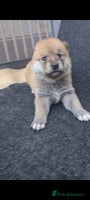 Mixed Breed dogs Czech Wolfdog × Akita/Malamute Puppies - Advert 2