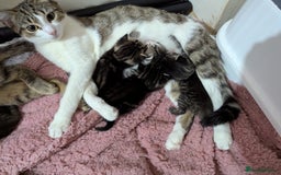 Mixed Breed cats for sale: Tabbies for sale (mixed breed) (8M/1F) - Image 2