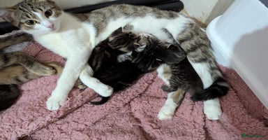 Mixed Breed cats - Advert 10