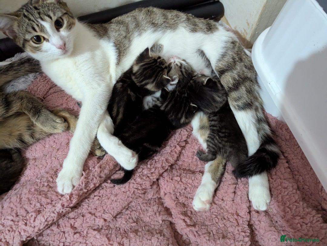 Mixed Breed cats for sale: Tabbies for sale (mixed breed) (8M/1F) - Image 2