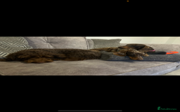 Cockapoo dogs for stud: 🍪 COOKIE. FOR STUD  - Advert 5