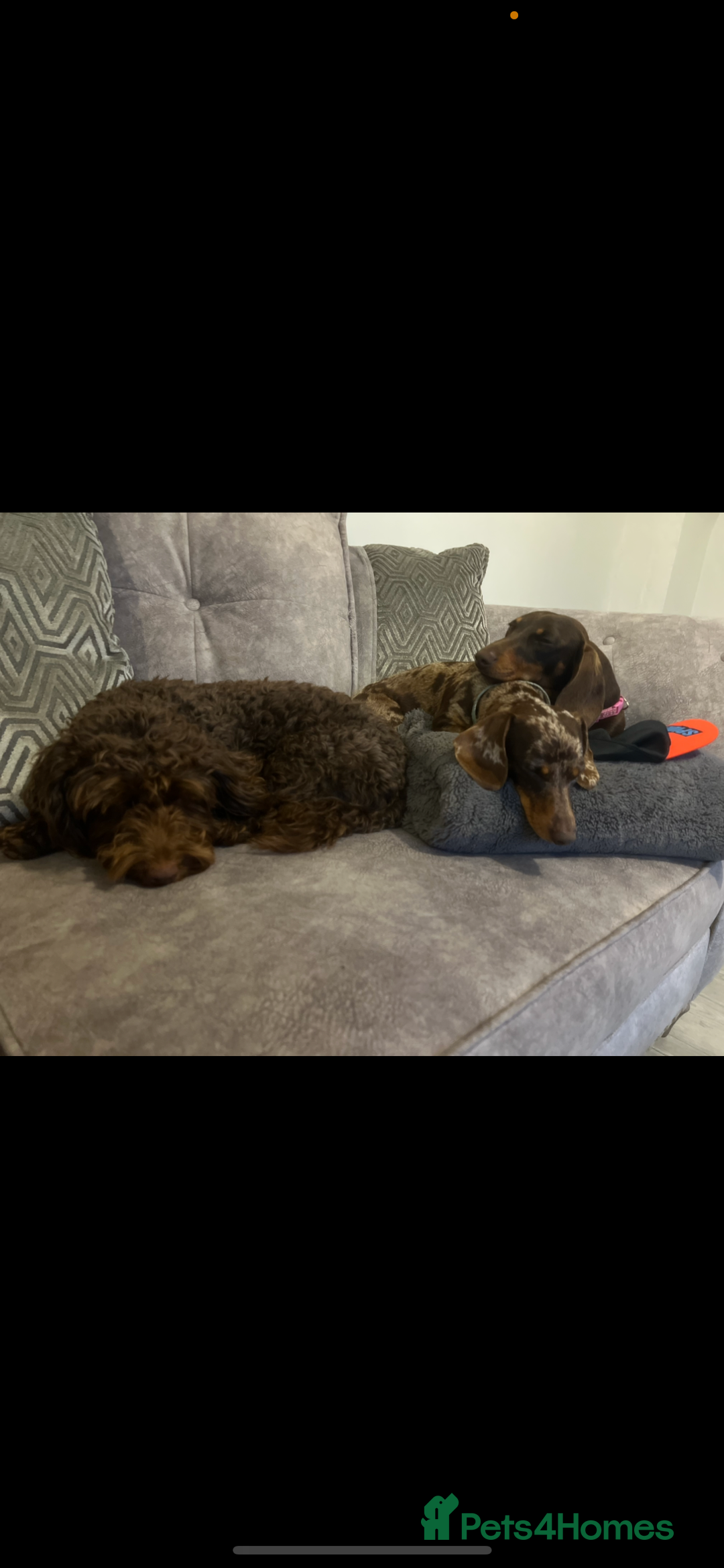 Cockapoo dogs for stud: 🍪 COOKIE. FOR STUD  - Advert 5