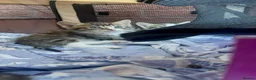 Domestic Shorthair cats for sale: 8‑Week Domestic Shorthair Kittens,Mum Can Be Seen  - Advert 18