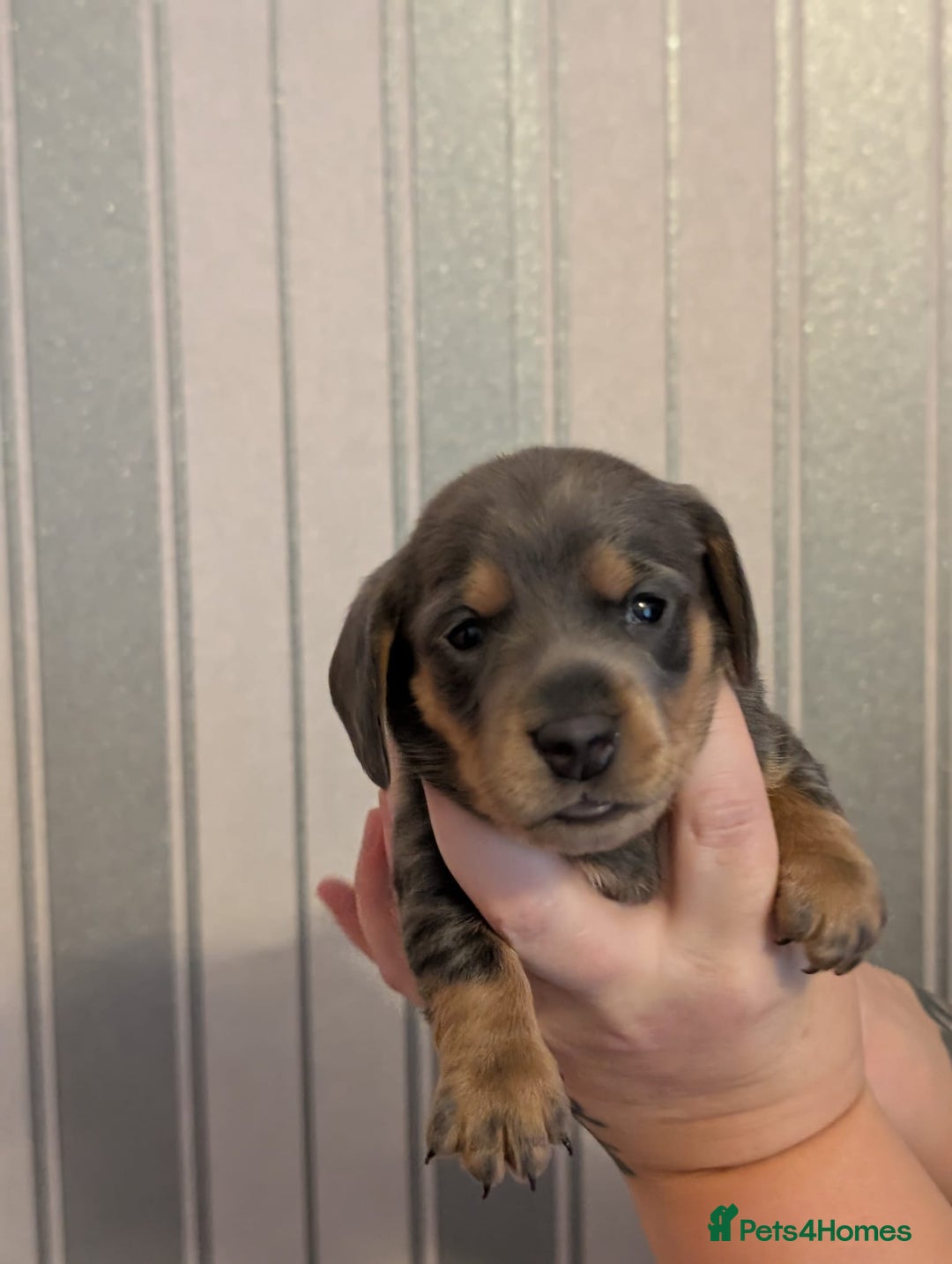 Miniature Dachshund dogs for sale: Miniature Dachshund Puppies For Sale  - Advert 18
