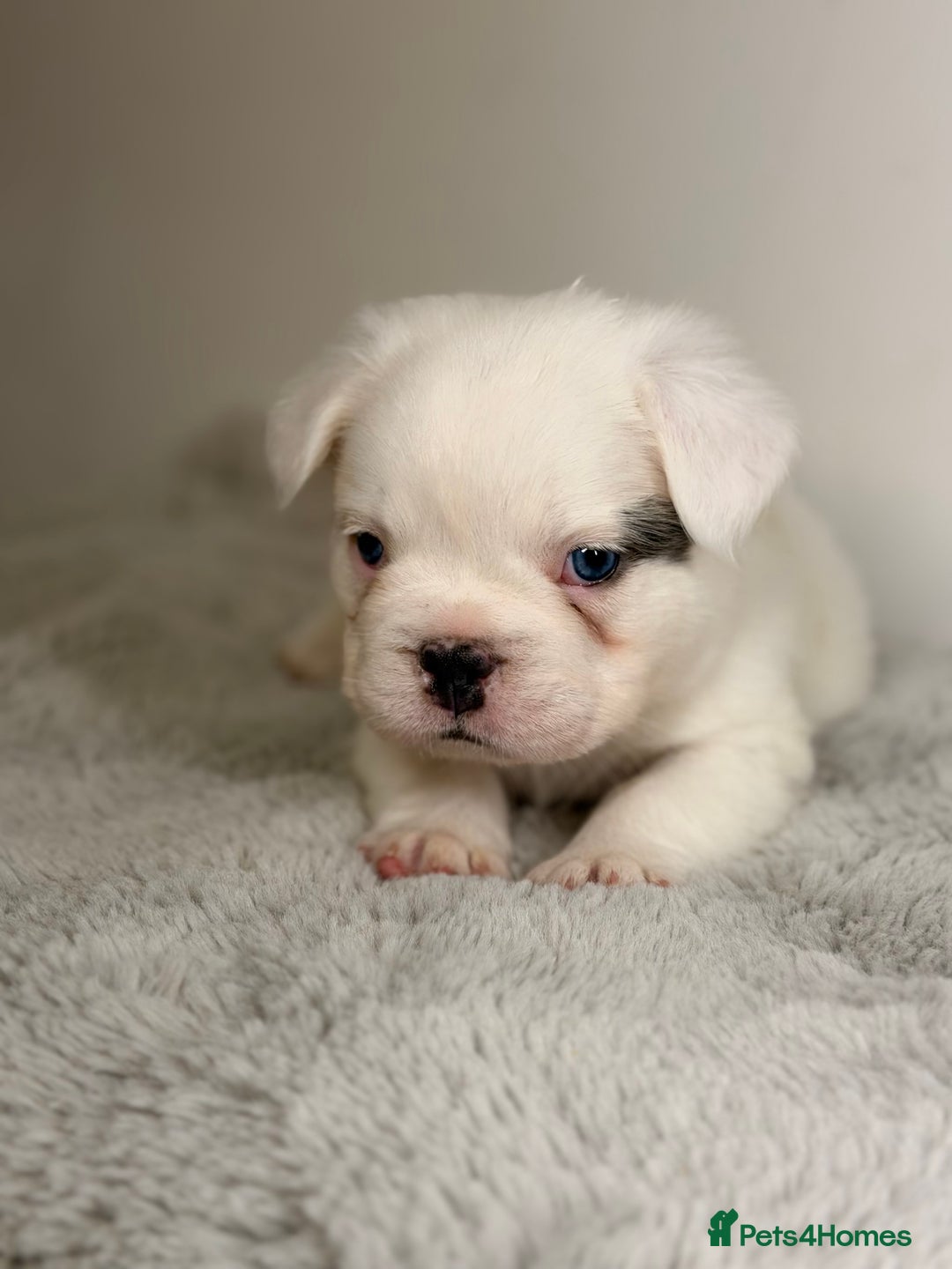 French Bulldog dogs for sale: Full visual outstanding fluffy frenchies - Advert 11