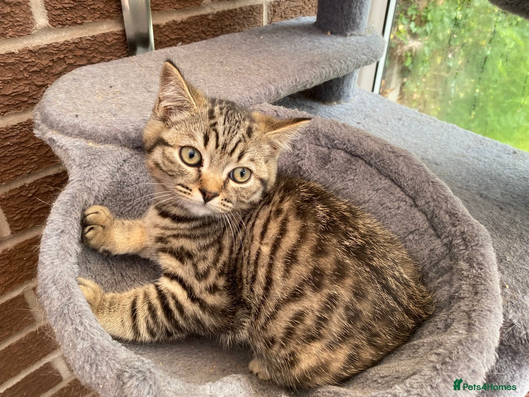 British Shorthair cats for sale: BSH Pedigree Chunky Kittens Chocolate/Gold striped - Image 2