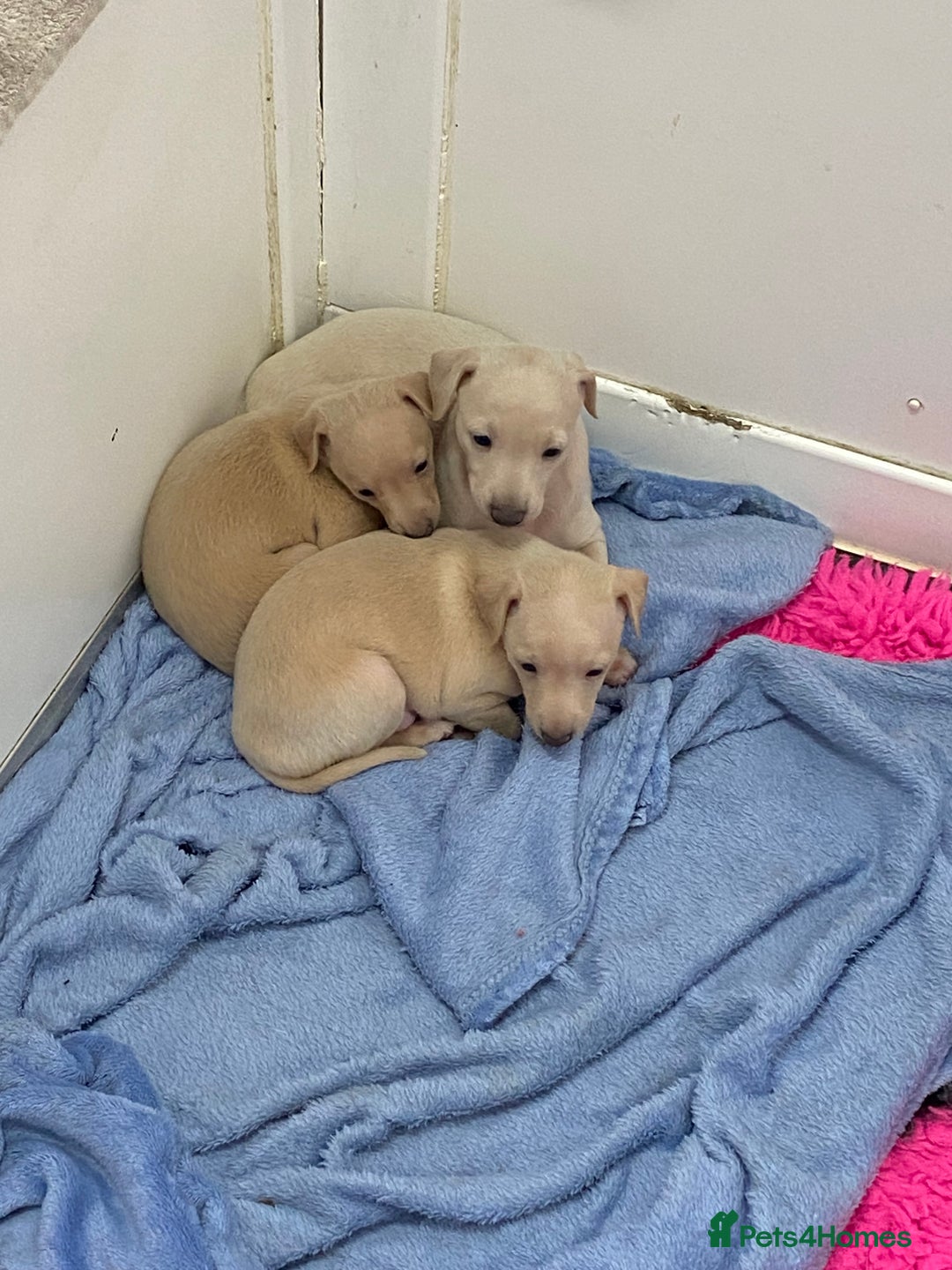 Italian Greyhound dogs for sale:  Italian Greyhound Puppies – Ready 6th October ✨ - Image 7