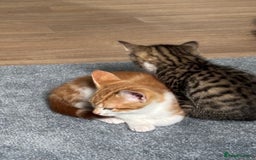 Mixed Breed cats for sale: 2 male cats  - Image 11