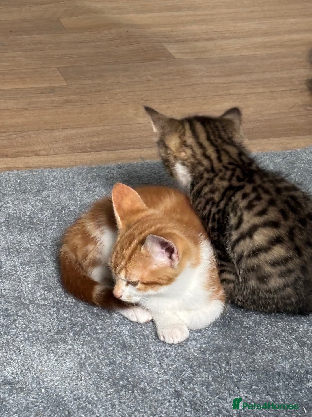 Mixed Breed cats for sale: 2 male cats  - Image 11