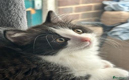 Mixed Breed cats for sale: Rag doll mixed breed kittens for sale - Image 6
