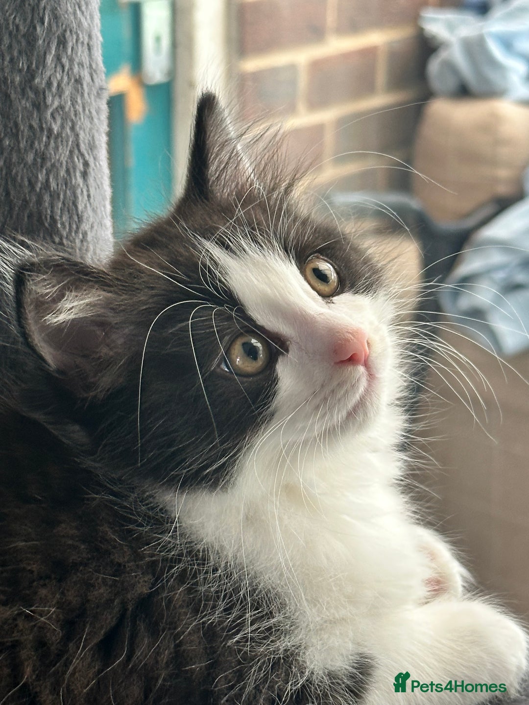 Mixed Breed cats for sale: Rag doll mixed breed kittens for sale - Image 6
