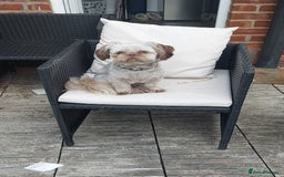 Shih Tzu dogs for stud: Imperial shitz for stud - Image 1