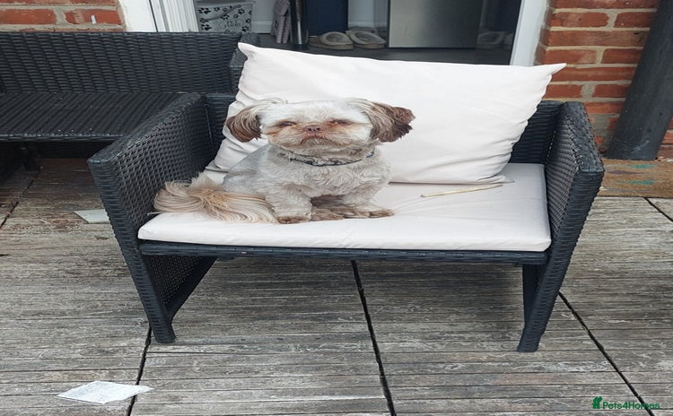 Shih Tzu dogs - Advert 1