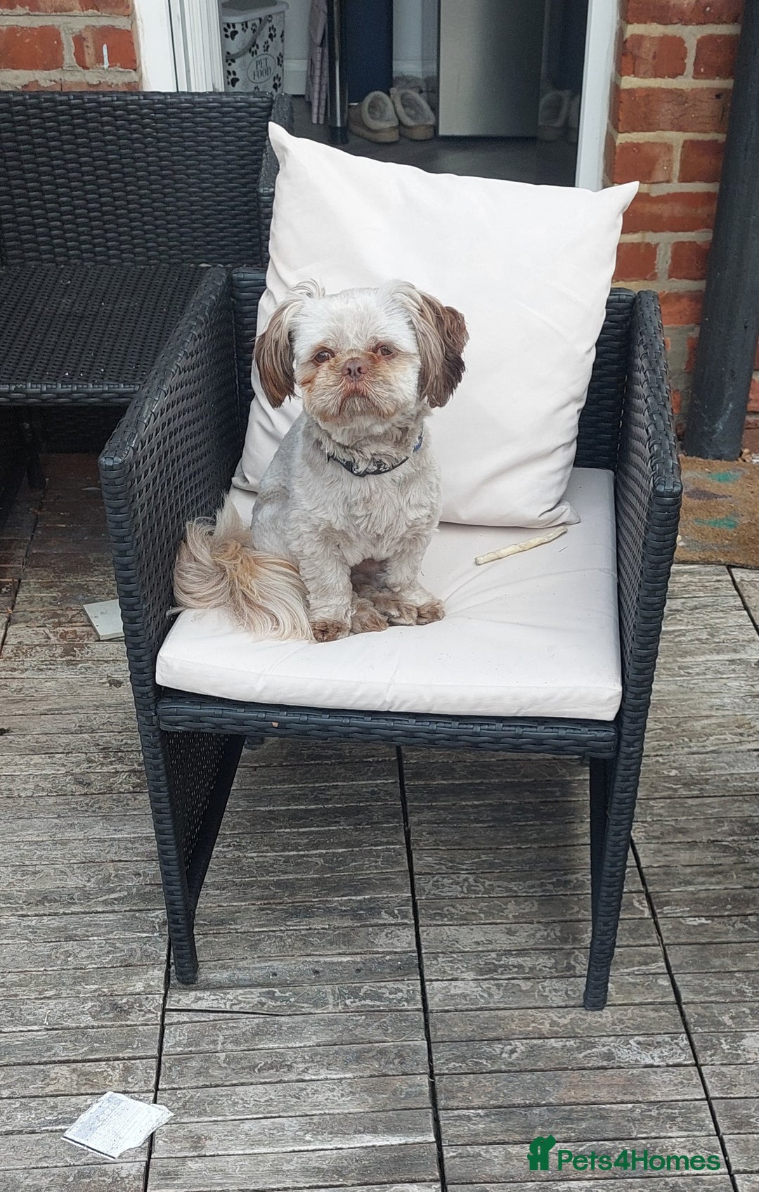 Shih Tzu dogs for stud: Imperial shitz for stud - Image 1