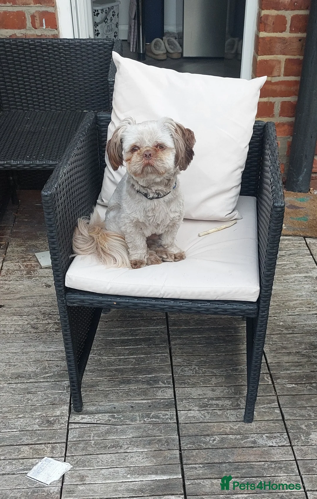 Shih Tzu dogs for stud: Imperial shitz for stud - Advert 2