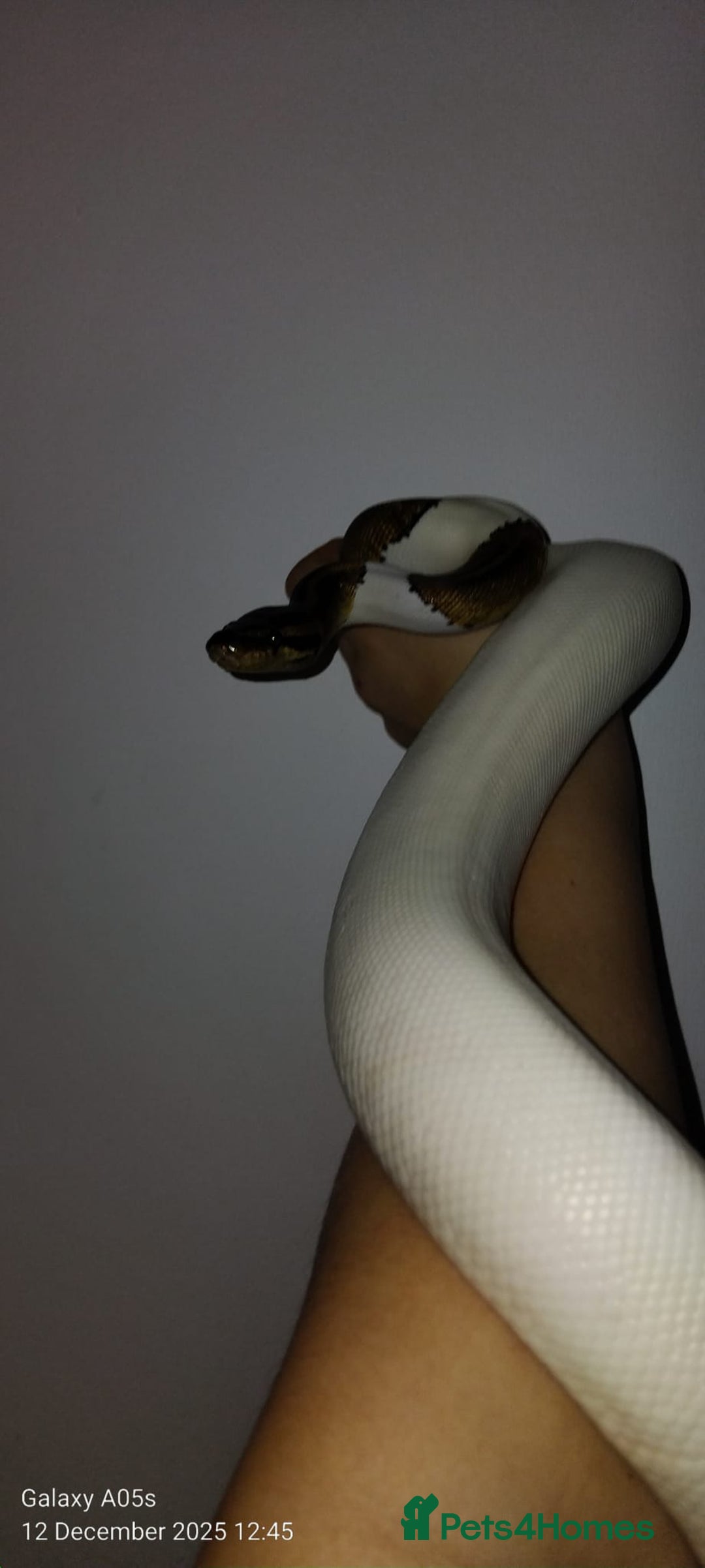 Python Snake reptiles for sale: Ball python  - Advert 9