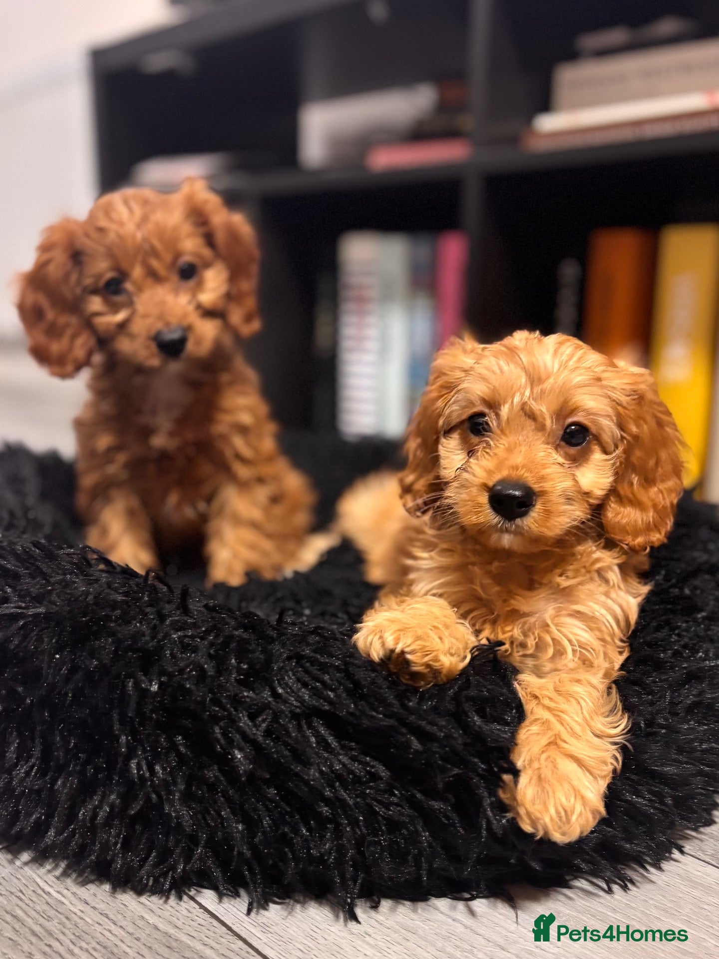 Cavapoo dogs Beautiful Ruby Cavapoo Pups  - Advert 1