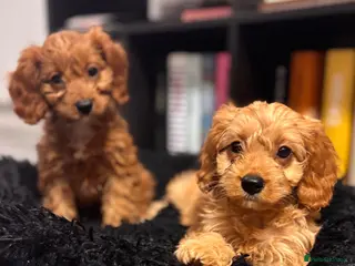 Cavapoo dogs Beautiful Ruby Cavapoo Pups - Advert 3