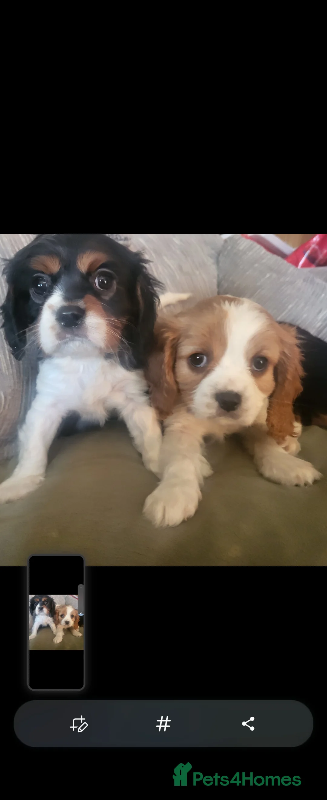 Cavalier King Charles Spaniel dogs for sale: Cavalier king charles spaniel puppys  - Advert 7