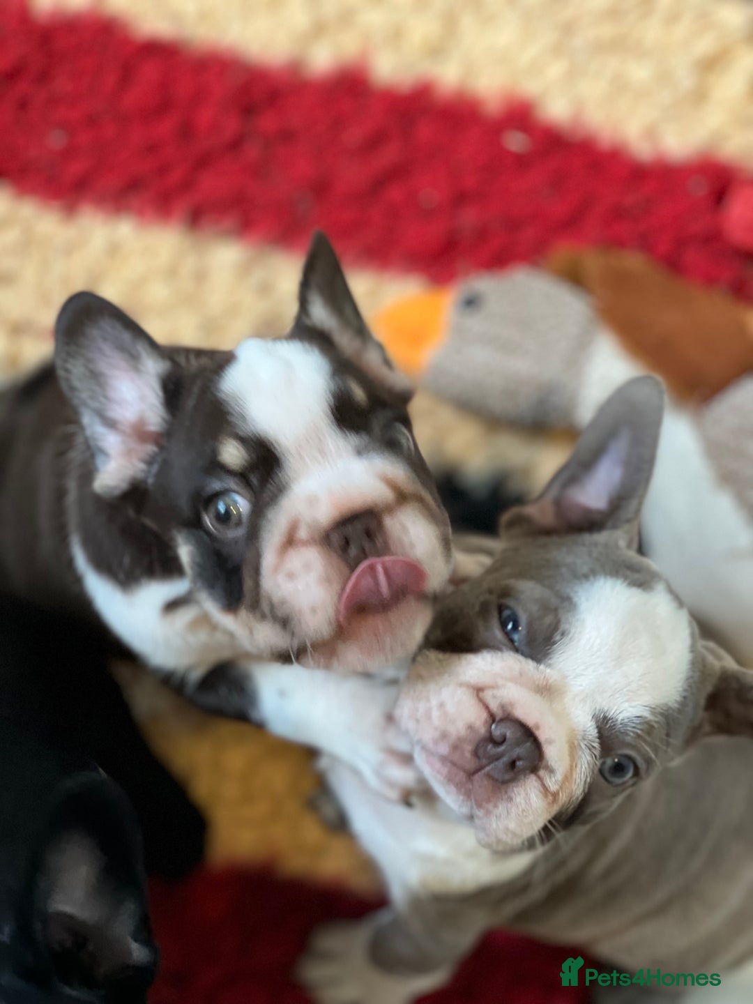 French Bulldog dogs for sale: French Bulldog Puppies  - Image 10