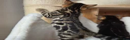 Bengal cats for sale: Beautiful Bengal Kittens ✨️ - Advert 7