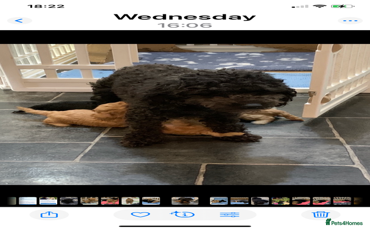 Schnoodle dogs Miniture schnoodle puppies!! - Advert 3