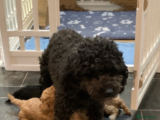 Schnoodle dogs Miniture schnoodle puppies!! - Advert 1