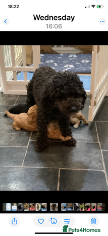 Schnoodle dogs Miniture schnoodle puppies!! - Advert 1