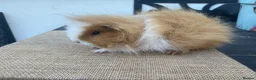 Guinea Pig rodents for sale: Beautiful boys - Advert 1