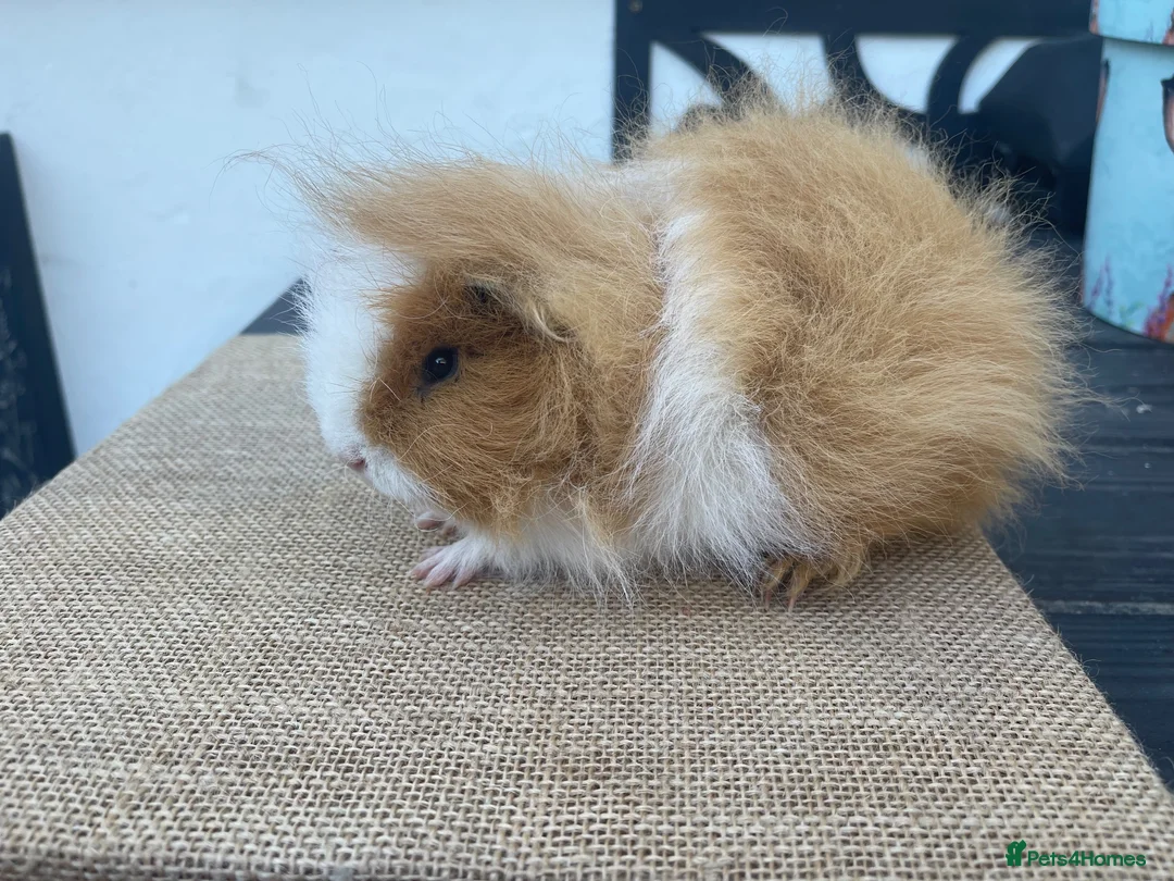 Guinea Pig rodents for sale: Beautiful boys - Advert 1