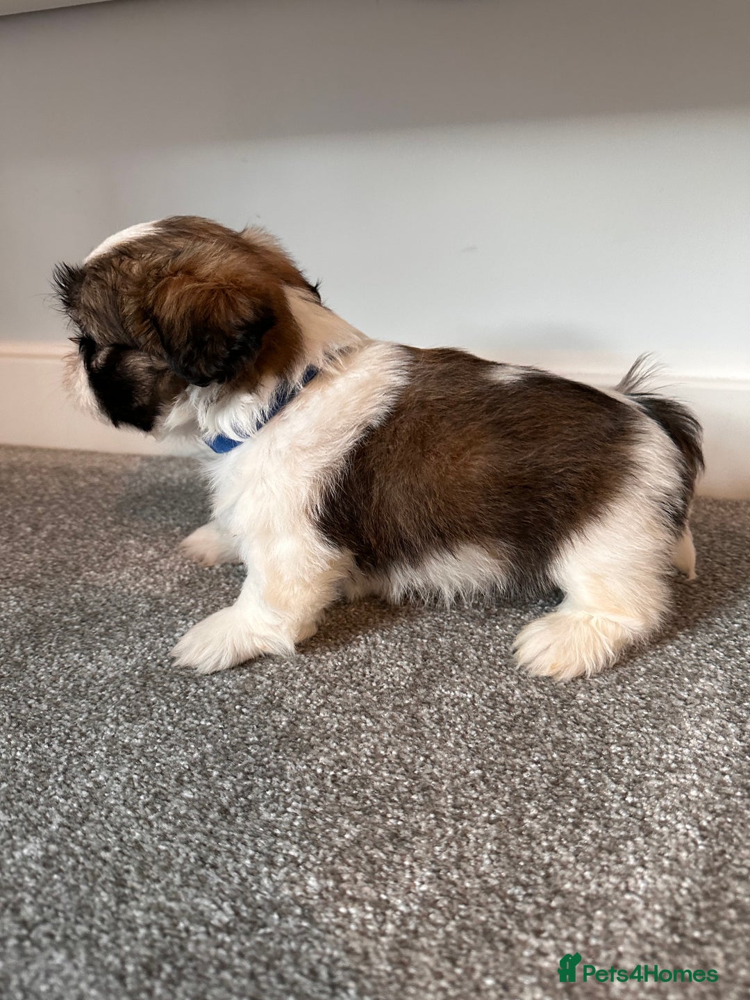 Shih Tzu dogs for sale: 5 gorgeous Shih Tzu puppies - Image 3