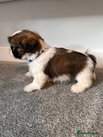 Shih Tzu dogs 2 Shih Tzu puppies ready for their forever home - Advert 8